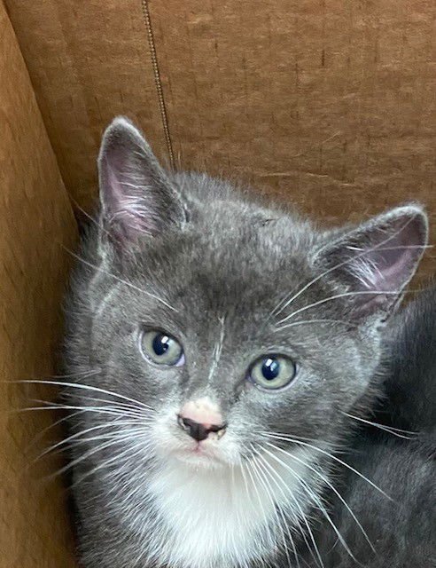 WALTER - Domestic Short Hair available for adoption