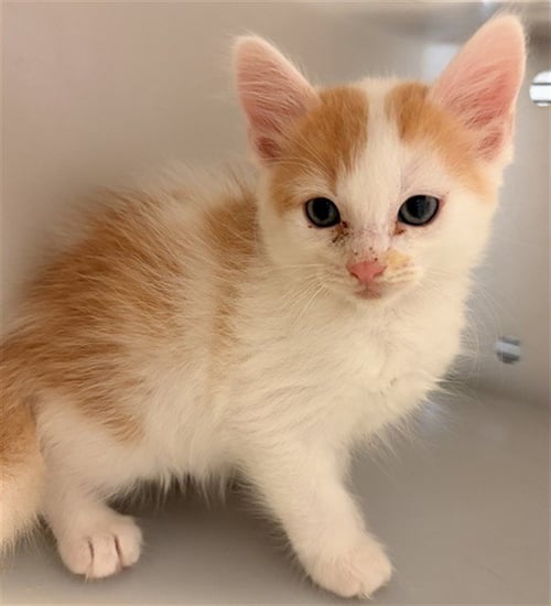 CHASE - Domestic Short Hair available for adoption