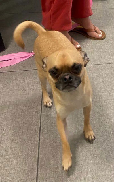 ANTONIO - Pug available for adoption