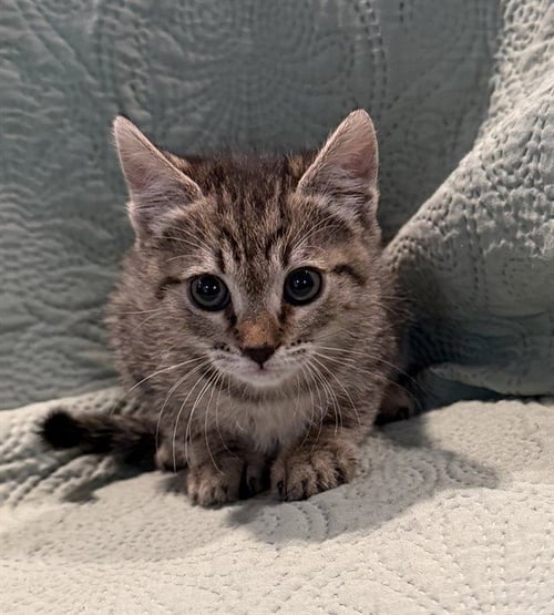 DISCO - Domestic Short Hair available for adoption
