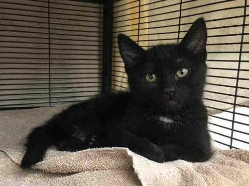 STELLA - Domestic Short Hair available for adoption