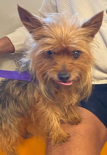 UNKNOWN - Yorkshire Terrier Yorkie available for adoption