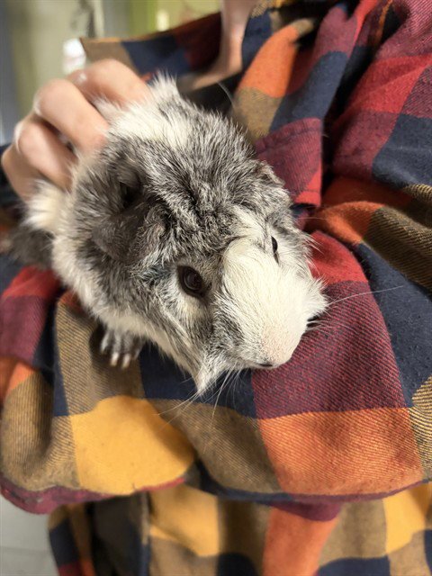 RHINO - Guinea Pig available for adoption