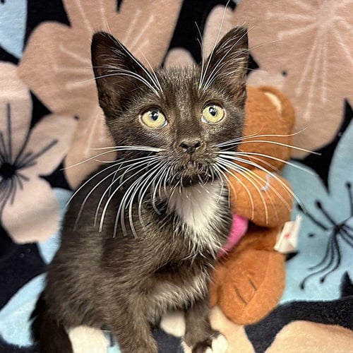 SAKURA - Domestic Short Hair available for adoption