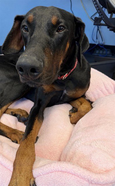 MOONSHINE - Doberman Pinscher available for adoption