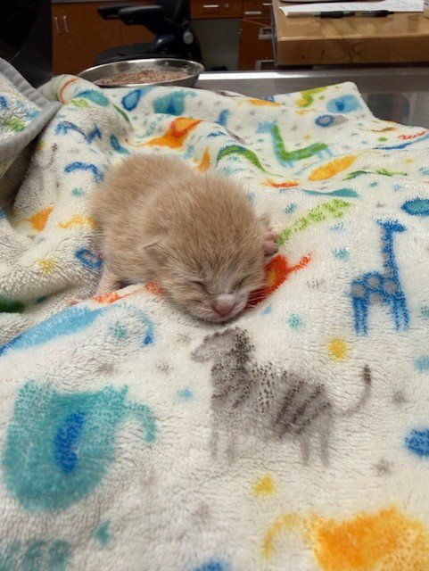 GINGER - Domestic Short Hair available for adoption
