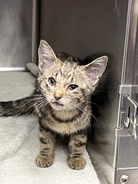 CREST - Domestic Short Hair available for adoption