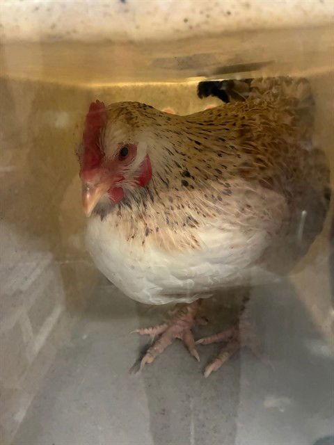 UNKNOWN - Chicken available for adoption