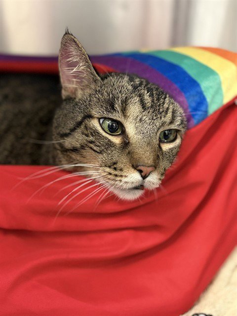 STANLEY - Domestic Short Hair available for adoption