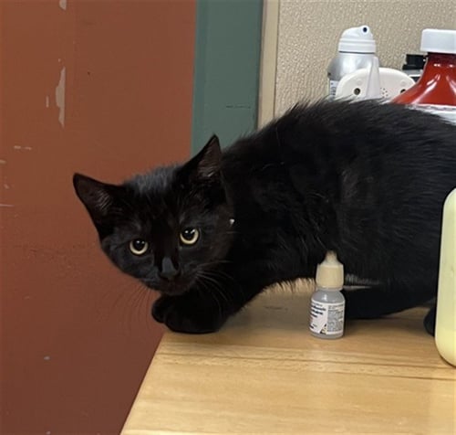 WEDNESDAY - Domestic Short Hair available for adoption