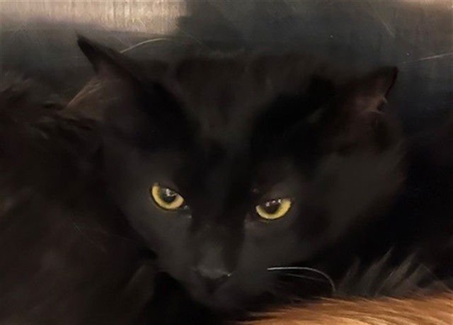 DEJA - Domestic Long Hair available for adoption