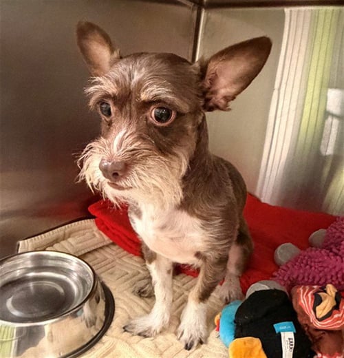 UNKNOWN - Miniature Schnauzer available for adoption