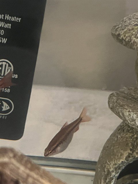 A781423 - Fish available for adoption