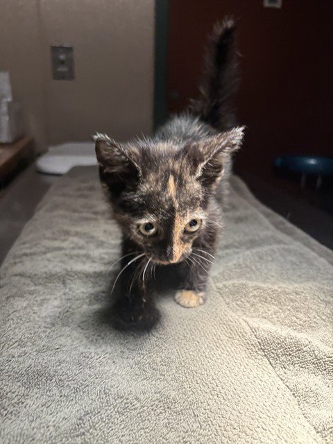 UNKNOWN - Domestic Short Hair available for adoption