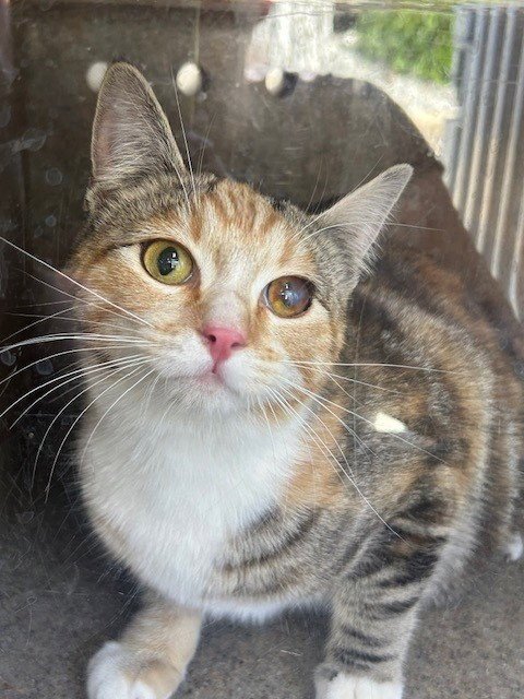 MALVEN 7 - Domestic Short Hair available for adoption