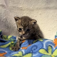 UNKNOWN - Photo 1
