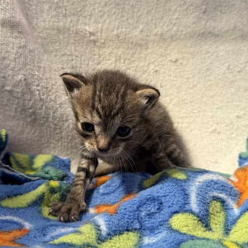 UNKNOWN - Domestic Short Hair available for adoption
