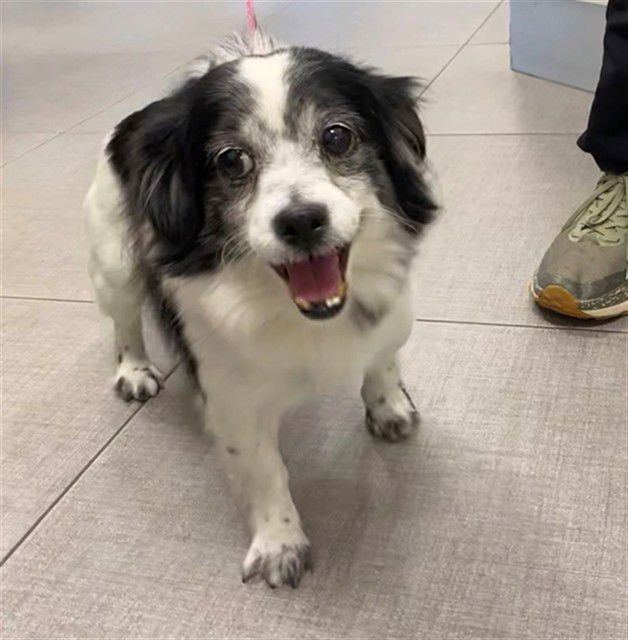 ER GOU - Chihuahua available for adoption