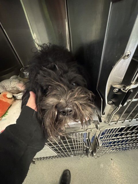 A778021 - Havanese available for adoption