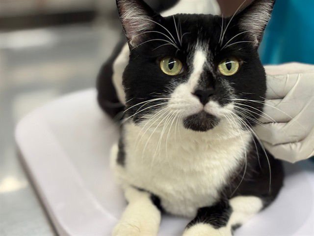 FIG - Domestic Short Hair available for adoption