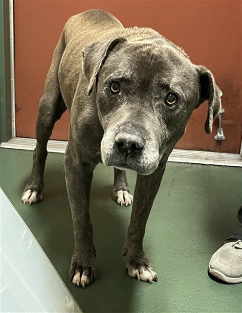 CATALINA - Pit Bull Terrier available for adoption