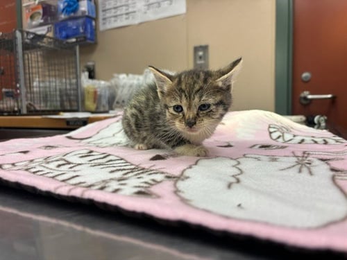 SUNFLOWER SEED - Domestic Short Hair available for adoption