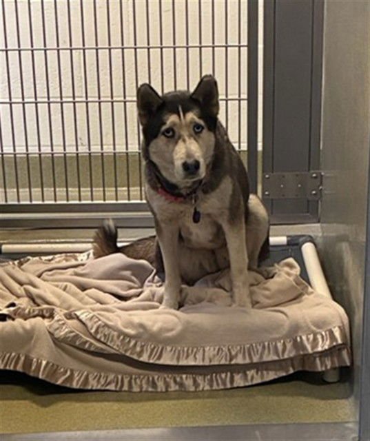 HALSEY - Siberian Husky available for adoption