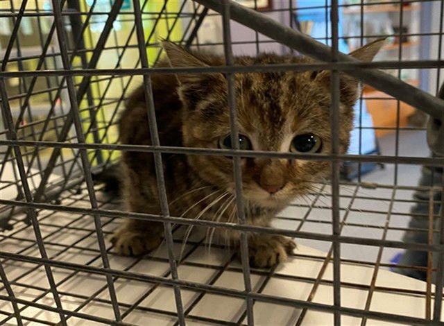 ARCHIE - Domestic Short Hair available for adoption