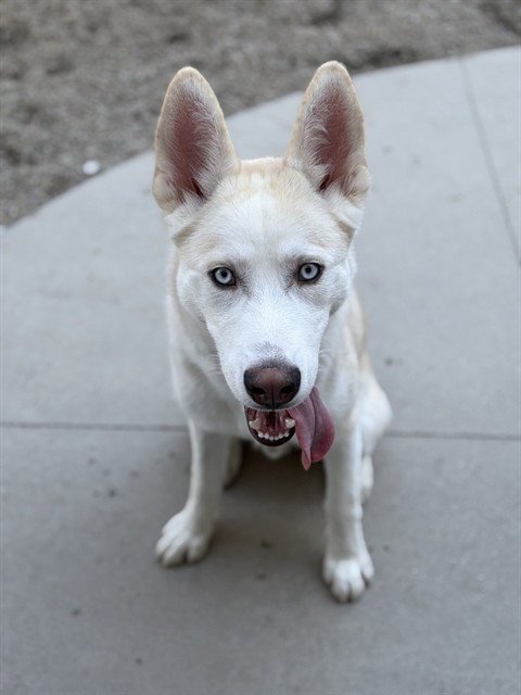 TOASTED MARSHMALLOW - Husky available for adoption