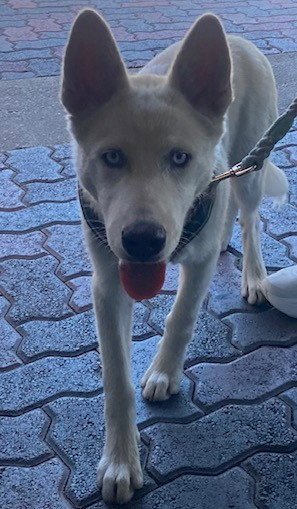 TOASTED MARSHMELLOW - Husky available for adoption