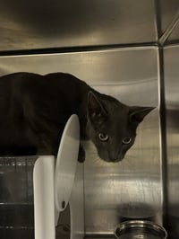 MALFOY - Photo 1