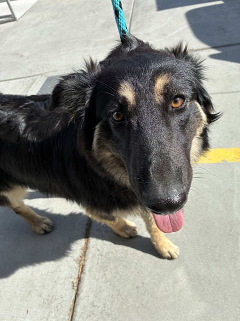 A780228 - German Shepherd Dog available for adoption