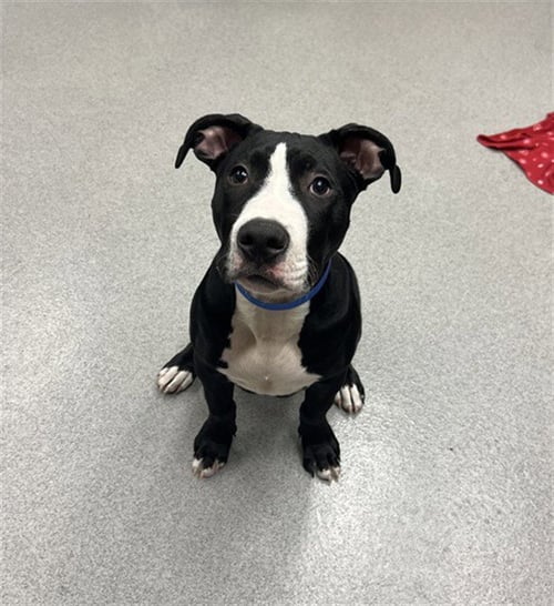 SHADOW - Pit Bull Terrier available for adoption