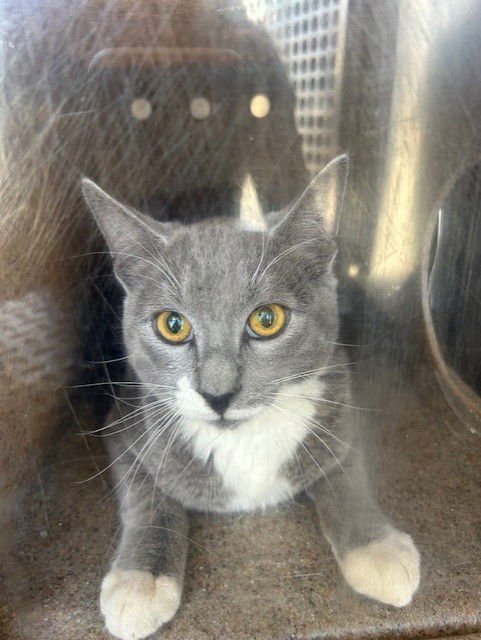 SAUTERNE 1 - Domestic Short Hair available for adoption