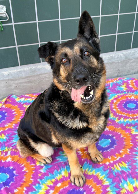 MAYA - German Shepherd Dog available for adoption