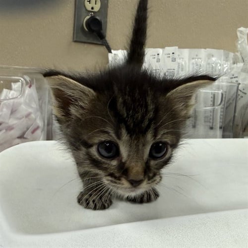 GUAPO - Domestic Short Hair available for adoption