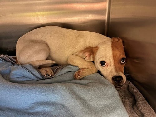 UNKNOWN - Jack Russell Terrier (Parson Russell Terrier) available for adoption