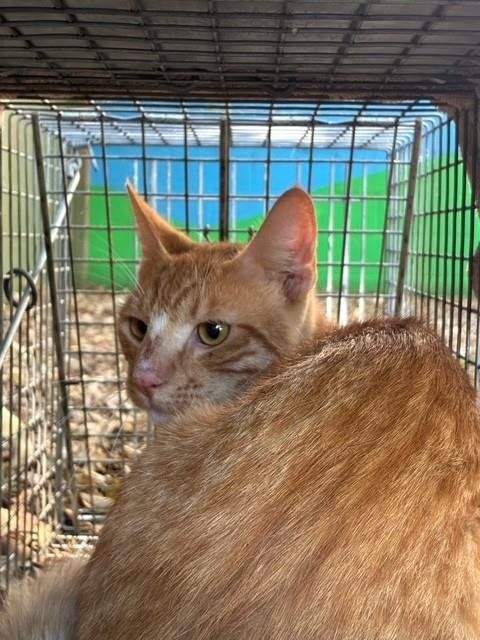 BASE LINE 6 - Domestic Short Hair available for adoption