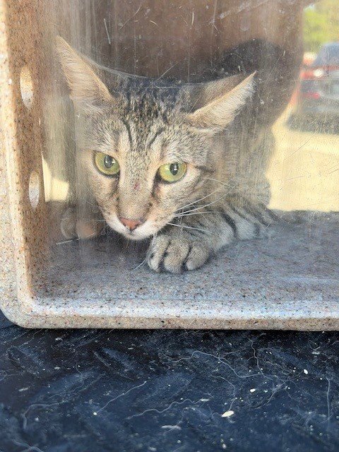 BASE LINE 7 - Domestic Short Hair available for adoption