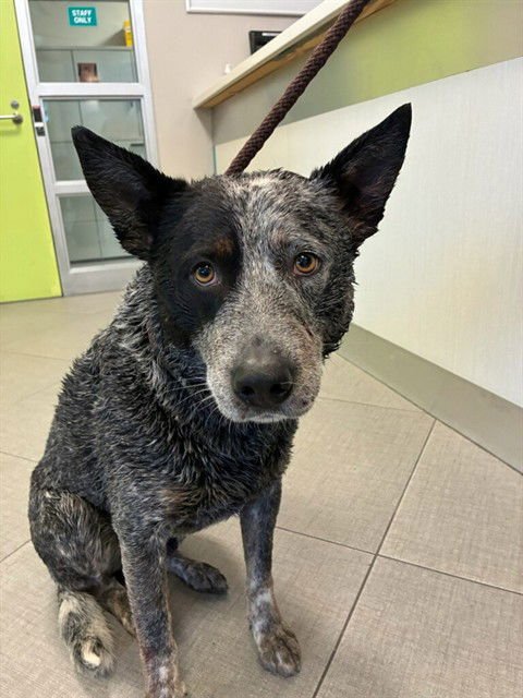 BANDIT - Australian Cattle Dog/Blue Heeler available for adoption