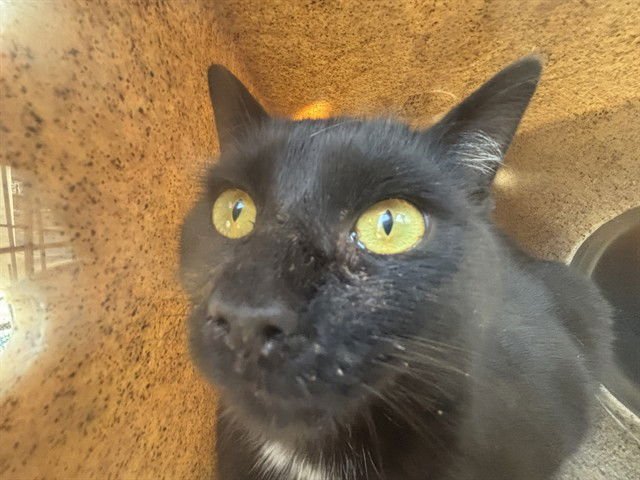 ARROW - Domestic Short Hair available for adoption