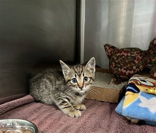SAPPHIRE - Domestic Short Hair available for adoption