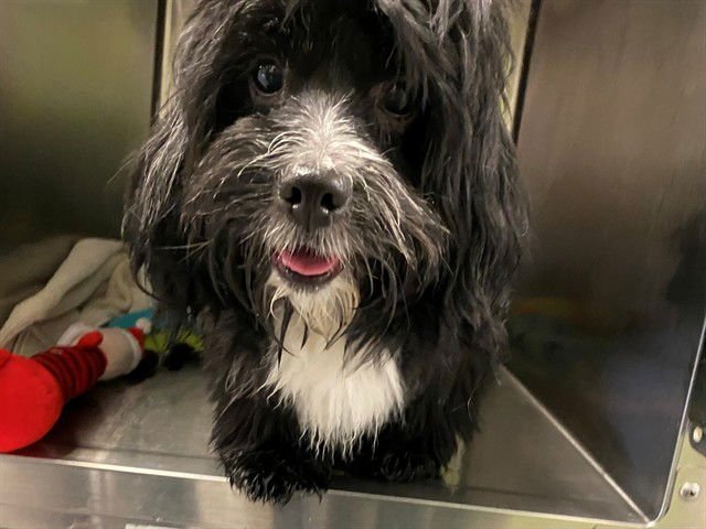 UNKNOWN - Maltese available for adoption