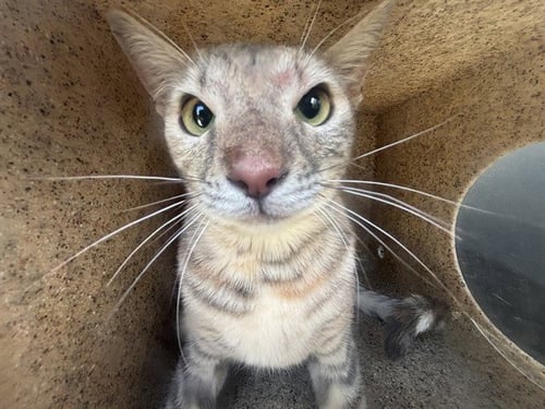 FOOTHILL 2 - Domestic Short Hair available for adoption