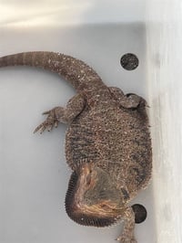 SAPHIRA - Photo 1
