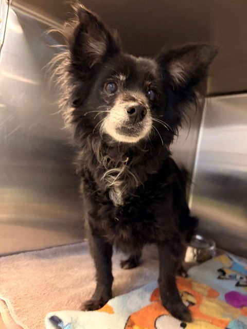 VALENTINE - Chihuahua available for adoption