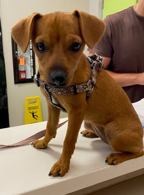 UNKNOWN - Chihuahua available for adoption