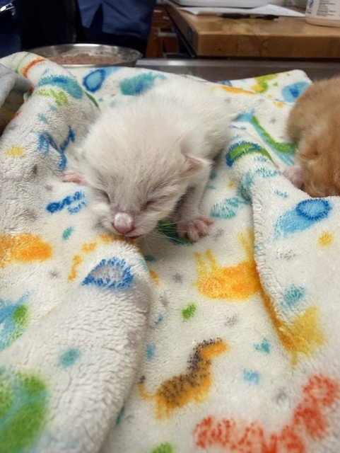 COCONUT - Domestic Short Hair available for adoption