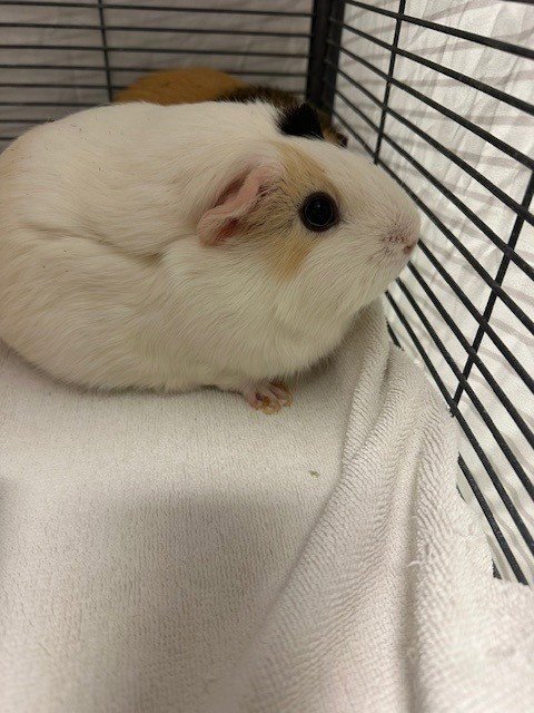 LUNA - Guinea Pig available for adoption