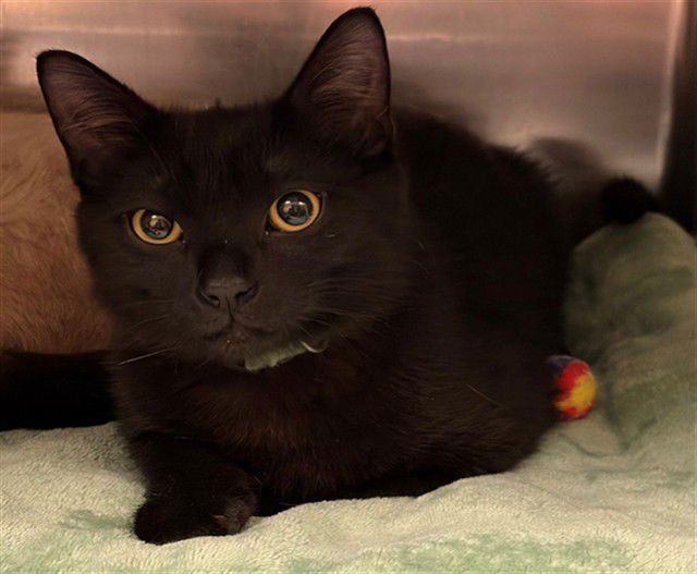 BLACKJACK - Domestic Medium Hair available for adoption